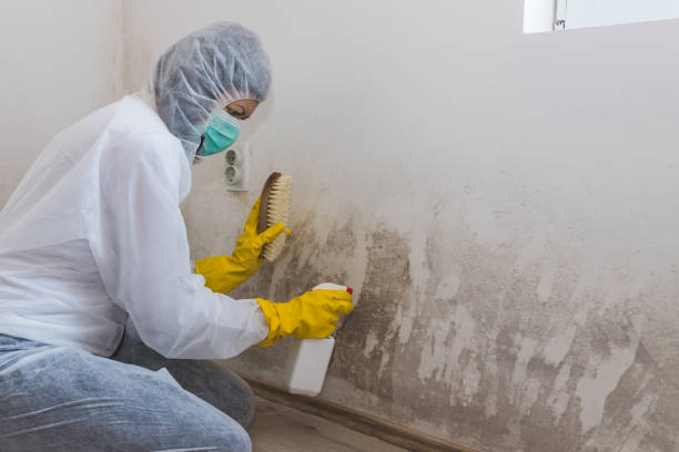 Mold Removal and Inspection in Altoona, IA