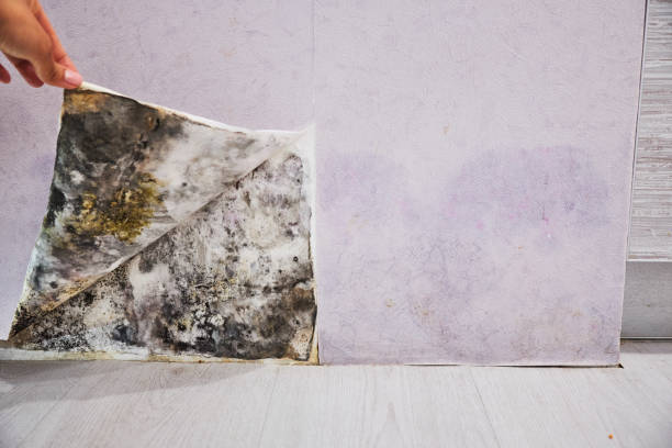 Best Mold Damage Repair  in Altoona, IA